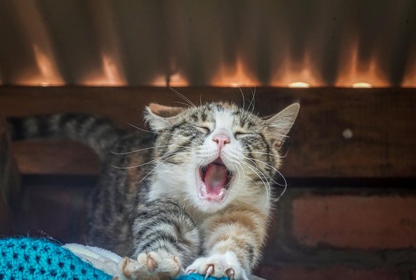 Wat zijn de voordelen van het gebruik van een hondenuitlaatservice?