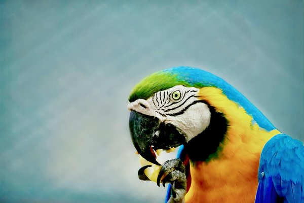 Hoe vaak moet je de kooi van je konijn schoonmaken?