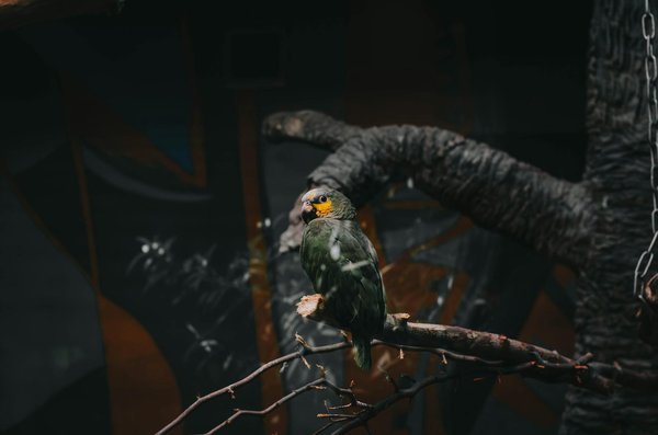 Hoe herken je de signalen dat je kat zich niet lekker voelt?